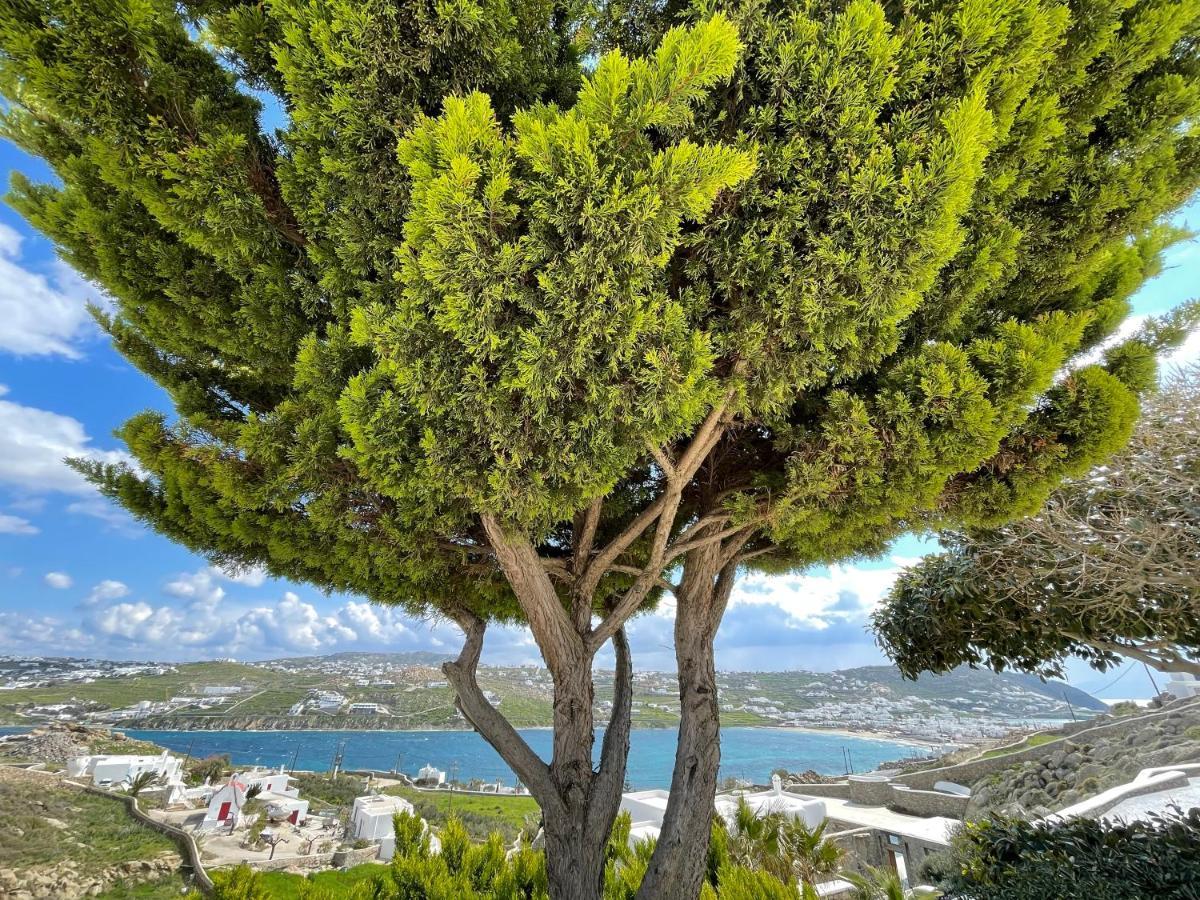 Yalos Mykonos Ornos Pouli Private W Shared Swimming Pool Apartment